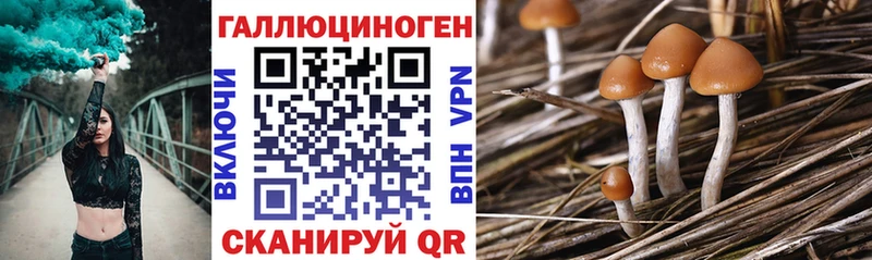 Галлюциногенные грибы Psilocybe Советская Гавань